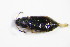  ( - GBOL_Col_FK_3273)  @12 [ ] CreativeCommons - Attribution Non-Commercial Share-Alike (2015) Unspecified SNSB, Zoologische Staatssammlung Muenchen