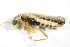  ( - GBOL_Col_FK_3279)  @12 [ ] CreativeCommons - Attribution Non-Commercial Share-Alike (2015) Unspecified SNSB, Zoologische Staatssammlung Muenchen