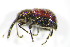 ( - GBOL_Col_FK_3286)  @12 [ ] CreativeCommons - Attribution Non-Commercial Share-Alike (2015) Unspecified SNSB, Zoologische Staatssammlung Muenchen