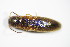  ( - GBOL_Col_FK_3294)  @12 [ ] CreativeCommons - Attribution Non-Commercial Share-Alike (2015) Unspecified SNSB, Zoologische Staatssammlung Muenchen