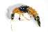  ( - GBOL_Col_FK_3335)  @11 [ ] CreativeCommons - Attribution Non-Commercial Share-Alike (2015) Unspecified SNSB, Zoologische Staatssammlung Muenchen