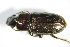  ( - GBOL_Col_FK_3355)  @12 [ ] CreativeCommons - Attribution Non-Commercial Share-Alike (2015) Unspecified SNSB, Zoologische Staatssammlung Muenchen