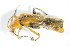  ( - GBOL_Col_FK_3377)  @13 [ ] CreativeCommons - Attribution Non-Commercial Share-Alike (2015) Unspecified SNSB, Zoologische Staatssammlung Muenchen