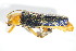  ( - GBOL_Col_FK_3378)  @13 [ ] CreativeCommons - Attribution Non-Commercial Share-Alike (2015) Unspecified SNSB, Zoologische Staatssammlung Muenchen