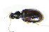  ( - GBOL_Col_FK_3709)  @13 [ ] CreativeCommons - Attribution Non-Commercial Share-Alike (2015) Unspecified SNSB, Zoologische Staatssammlung Muenchen