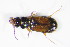  ( - GBOL_Col_FK_3712)  @12 [ ] CreativeCommons - Attribution Non-Commercial Share-Alike (2015) Unspecified SNSB, Zoologische Staatssammlung Muenchen