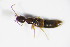  ( - GBOL_Col_FK_3719)  @12 [ ] CreativeCommons - Attribution Non-Commercial Share-Alike (2015) Unspecified SNSB, Zoologische Staatssammlung Muenchen