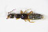  ( - GBOL_Col_FK_3720)  @12 [ ] CreativeCommons - Attribution Non-Commercial Share-Alike (2015) Unspecified SNSB, Zoologische Staatssammlung Muenchen