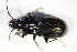  ( - GBOL_Col_FK_3743)  @11 [ ] CreativeCommons - Attribution Non-Commercial Share-Alike (2015) Unspecified SNSB, Zoologische Staatssammlung Muenchen