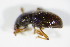  ( - GBOL_Col_FK_3777)  @12 [ ] CreativeCommons - Attribution Non-Commercial Share-Alike (2015) Unspecified SNSB, Zoologische Staatssammlung Muenchen