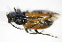  ( - GBOL_Col_FK_3784)  @12 [ ] CreativeCommons - Attribution Non-Commercial Share-Alike (2015) Unspecified SNSB, Zoologische Staatssammlung Muenchen
