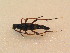  ( - BCZSM_COLA_01249)  @11 [ ] CreativeCommons - Attribution Non-Commercial Share-Alike (2015) Unspecified SNSB, Zoologische Staatssammlung Muenchen