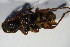  ( - GBOL01005)  @12 [ ] CreativeCommons - Attribution Non-Commercial Share-Alike (2015) Unspecified SNSB, Zoologische Staatssammlung Muenchen