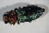  ( - GBOL01006)  @12 [ ] CreativeCommons - Attribution Non-Commercial Share-Alike (2015) Unspecified SNSB, Zoologische Staatssammlung Muenchen