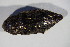  ( - GBOL01012)  @12 [ ] CreativeCommons - Attribution Non-Commercial Share-Alike (2015) Unspecified SNSB, Zoologische Staatssammlung Muenchen