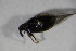  ( - GBOL 01151)  @12 [ ] CreativeCommons - Attribution Non-Commercial Share-Alike (2015) Unspecified SNSB, Zoologische Staatssammlung Muenchen