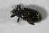  ( - GBOL 01164)  @12 [ ] CreativeCommons - Attribution Non-Commercial Share-Alike (2015) Unspecified SNSB, Zoologische Staatssammlung Muenchen