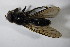  ( - GBOL 01232)  @12 [ ] CreativeCommons - Attribution Non-Commercial Share-Alike (2015) Unspecified SNSB, Zoologische Staatssammlung Muenchen