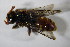  ( - GBOL 01253)  @13 [ ] CreativeCommons - Attribution Non-Commercial Share-Alike (2015) Unspecified SNSB, Zoologische Staatssammlung Muenchen