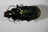  (Harpalus distinguendus - GBOL 01299)  @13 [ ] CreativeCommons - Attribution Non-Commercial Share-Alike (2015) Unspecified SNSB, Zoologische Staatssammlung Muenchen