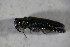  ( - GBOL01719)  @11 [ ] CreativeCommons - Attribution Non-Commercial Share-Alike (2015) Unspecified SNSB, Zoologische Staatssammlung Muenchen
