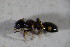  ( - GBOL01724)  @12 [ ] CreativeCommons - Attribution Non-Commercial Share-Alike (2015) Unspecified SNSB, Zoologische Staatssammlung Muenchen