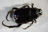  ( - GBOL01764)  @12 [ ] CreativeCommons - Attribution Non-Commercial Share-Alike (2015) Unspecified SNSB, Zoologische Staatssammlung Muenchen