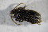  ( - GBOL01768)  @12 [ ] CreativeCommons - Attribution Non-Commercial Share-Alike (2015) Unspecified SNSB, Zoologische Staatssammlung Muenchen
