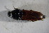  ( - GBOL01781)  @12 [ ] CreativeCommons - Attribution Non-Commercial Share-Alike (2015) Unspecified SNSB, Zoologische Staatssammlung Muenchen