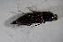  ( - GBOL01783)  @12 [ ] CreativeCommons - Attribution Non-Commercial Share-Alike (2015) Unspecified SNSB, Zoologische Staatssammlung Muenchen
