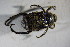  ( - GBOL01798)  @13 [ ] CreativeCommons - Attribution Non-Commercial Share-Alike (2015) Unspecified SNSB, Zoologische Staatssammlung Muenchen
