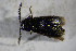  ( - GBOL01799)  @12 [ ] CreativeCommons - Attribution Non-Commercial Share-Alike (2015) Unspecified SNSB, Zoologische Staatssammlung Muenchen