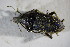  ( - GBOL01800)  @12 [ ] CreativeCommons - Attribution Non-Commercial Share-Alike (2015) Unspecified SNSB, Zoologische Staatssammlung Muenchen