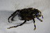  ( - GBOL01801)  @12 [ ] CreativeCommons - Attribution Non-Commercial Share-Alike (2015) Unspecified SNSB, Zoologische Staatssammlung Muenchen