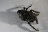  ( - GBOL01803)  @11 [ ] CreativeCommons - Attribution Non-Commercial Share-Alike (2015) Unspecified SNSB, Zoologische Staatssammlung Muenchen