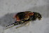  ( - GBOL01807)  @12 [ ] CreativeCommons - Attribution Non-Commercial Share-Alike (2015) Unspecified SNSB, Zoologische Staatssammlung Muenchen