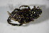  ( - GBOL01817)  @12 [ ] CreativeCommons - Attribution Non-Commercial Share-Alike (2015) Unspecified SNSB, Zoologische Staatssammlung Muenchen