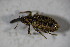  ( - GBOL01833)  @11 [ ] CreativeCommons - Attribution Non-Commercial Share-Alike (2015) Unspecified SNSB, Zoologische Staatssammlung Muenchen