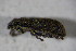  ( - GBOL01877)  @12 [ ] CreativeCommons - Attribution Non-Commercial Share-Alike (2015) Unspecified SNSB, Zoologische Staatssammlung Muenchen