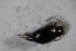  ( - GBOL 01972)  @12 [ ] CreativeCommons - Attribution Non-Commercial Share-Alike (2015) Unspecified SNSB, Zoologische Staatssammlung Muenchen
