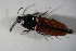  ( - GBOL02008)  @12 [ ] CreativeCommons - Attribution Non-Commercial Share-Alike (2015) Unspecified SNSB, Zoologische Staatssammlung Muenchen