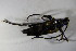  ( - GBOL02040)  @12 [ ] CreativeCommons - Attribution Non-Commercial Share-Alike (2015) Unspecified SNSB, Zoologische Staatssammlung Muenchen