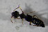  ( - GBOL02048)  @12 [ ] CreativeCommons - Attribution Non-Commercial Share-Alike (2015) Unspecified SNSB, Zoologische Staatssammlung Muenchen