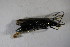  (Oedemera tristis - GBOL02087)  @12 [ ] CreativeCommons - Attribution Non-Commercial Share-Alike (2015) Unspecified SNSB, Zoologische Staatssammlung Muenchen