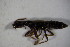  ( - GBOL 02221)  @12 [ ] CreativeCommons - Attribution Non-Commercial Share-Alike (2015) Unspecified SNSB, Zoologische Staatssammlung Muenchen