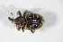  ( - GBOL02478)  @13 [ ] CreativeCommons - Attribution Non-Commercial Share-Alike (2015) Unspecified SNSB, Zoologische Staatssammlung Muenchen