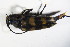  ( - GBOL02545)  @12 [ ] CreativeCommons - Attribution Non-Commercial Share-Alike (2015) Unspecified SNSB, Zoologische Staatssammlung Muenchen