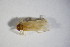  ( - GBOL02559)  @12 [ ] CreativeCommons - Attribution Non-Commercial Share-Alike (2015) Unspecified SNSB, Zoologische Staatssammlung Muenchen