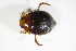  ( - GBOL03016)  @12 [ ] CreativeCommons - Attribution Non-Commercial Share-Alike (2015) Unspecified SNSB, Zoologische Staatssammlung Muenchen