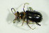  ( - GBOL03478)  @12 [ ] CreativeCommons - Attribution Non-Commercial Share-Alike (2015) Unspecified SNSB, Zoologische Staatssammlung Muenchen